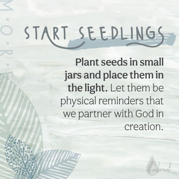 directions for planting seedlings